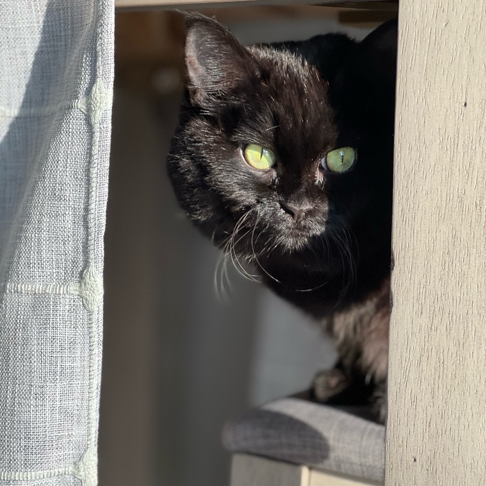 Meet your Posher & our kitties!! - Picture 14 of 16